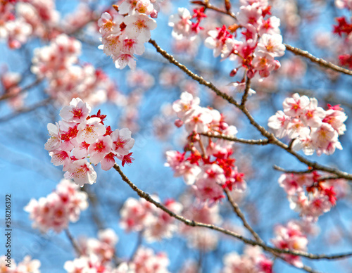 Pink cherry blossom or sakura in Japan.