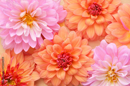 Beautiful dahlia flowers  © tamayura39