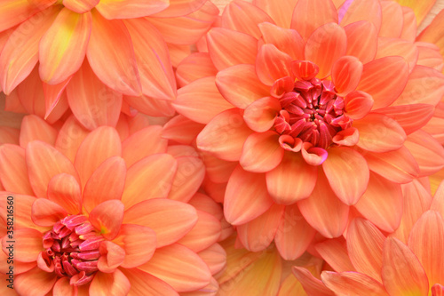 Beautiful dahlia flowers 