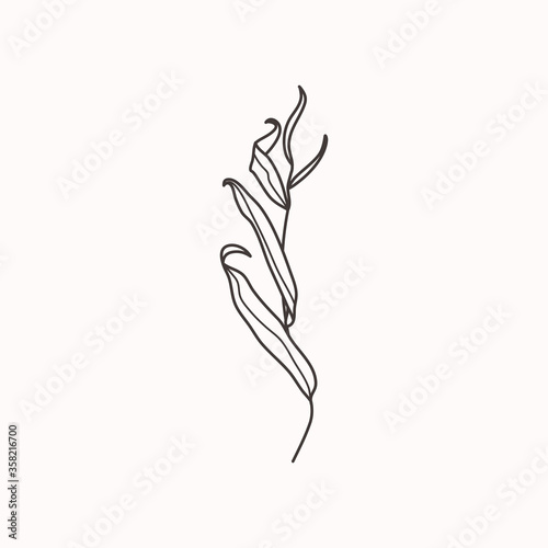 Slika na platnu Willow branch with leaves in a trendy minimalistic style