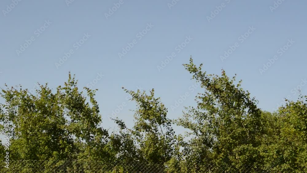 Plants sway in the wind and garden tools in the country Plants sway in the wind and garden tools in the country