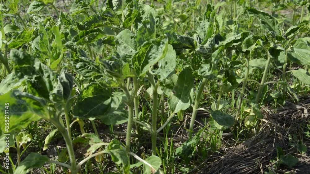 Plants sway in the wind and garden tools in the country Plants sway in the wind and garden tools in the country
