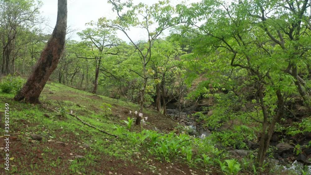 beautiful reveal shot in forest of Western Ghats, passing through the trees, lily in India beautiful reveal shot in forest of Western Ghats, passing through the trees, lily in India