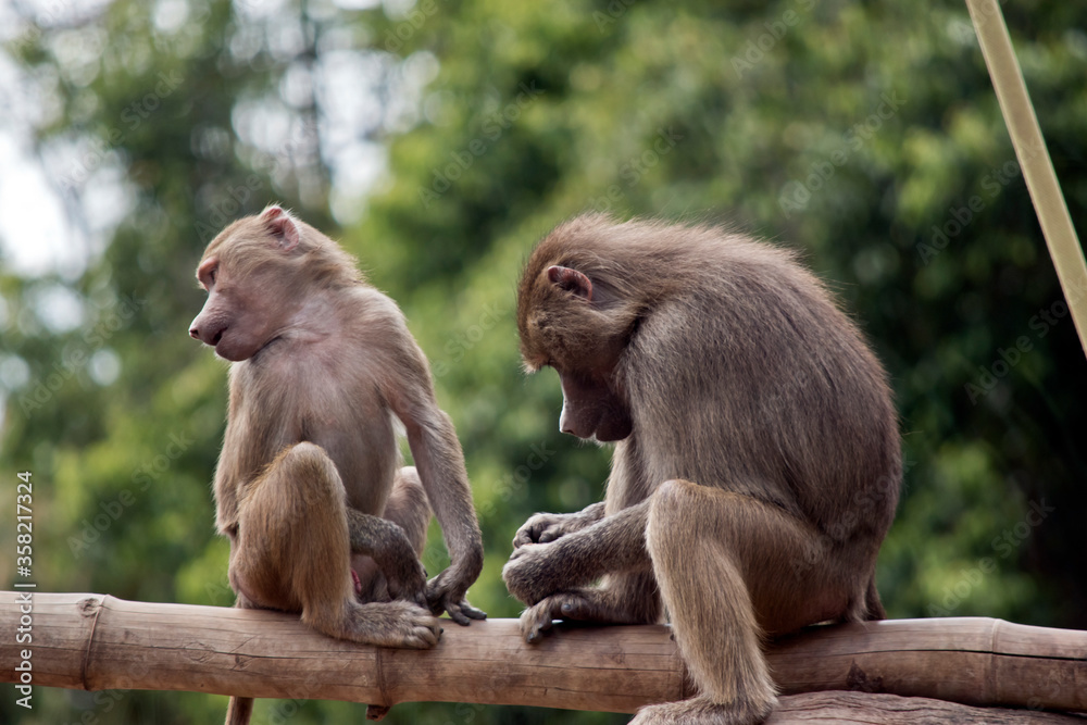 two young baboon on a log two young baboon on a log
