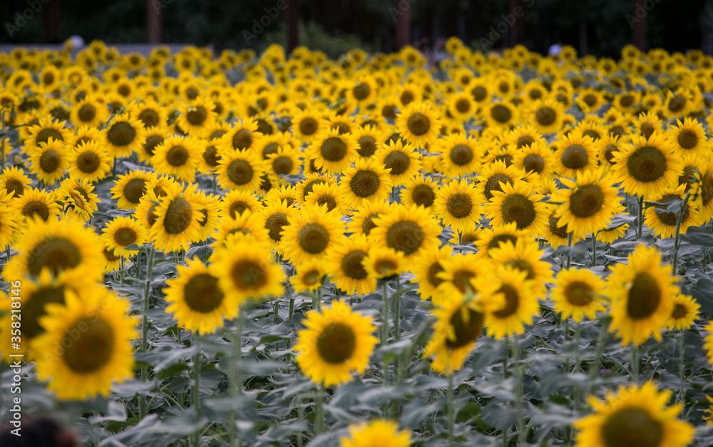 sunflowers in the field sunflowers in the field