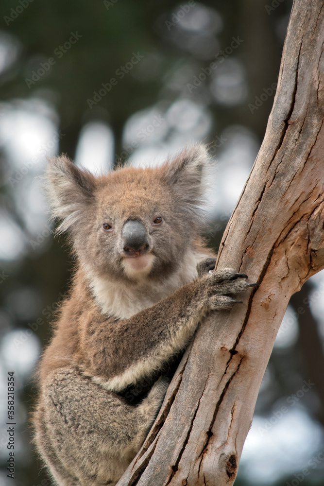 Fototapeta premium the joey koala is climbing a tree