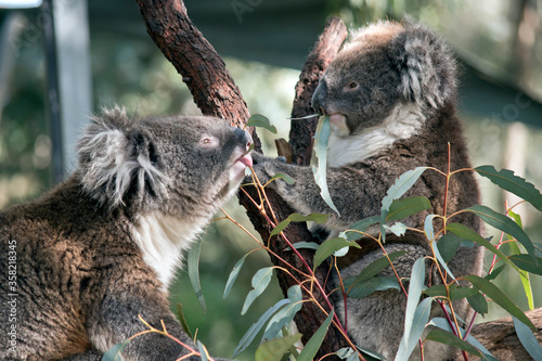 Photography the young koalas are eating leaves