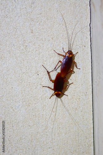 Breeding cockroaches on wall
