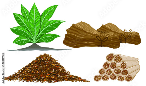 Processing of tobacco leaves into cigarettes.
