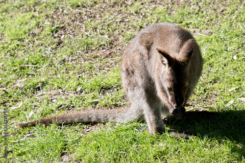 the red necked wallaby is eating