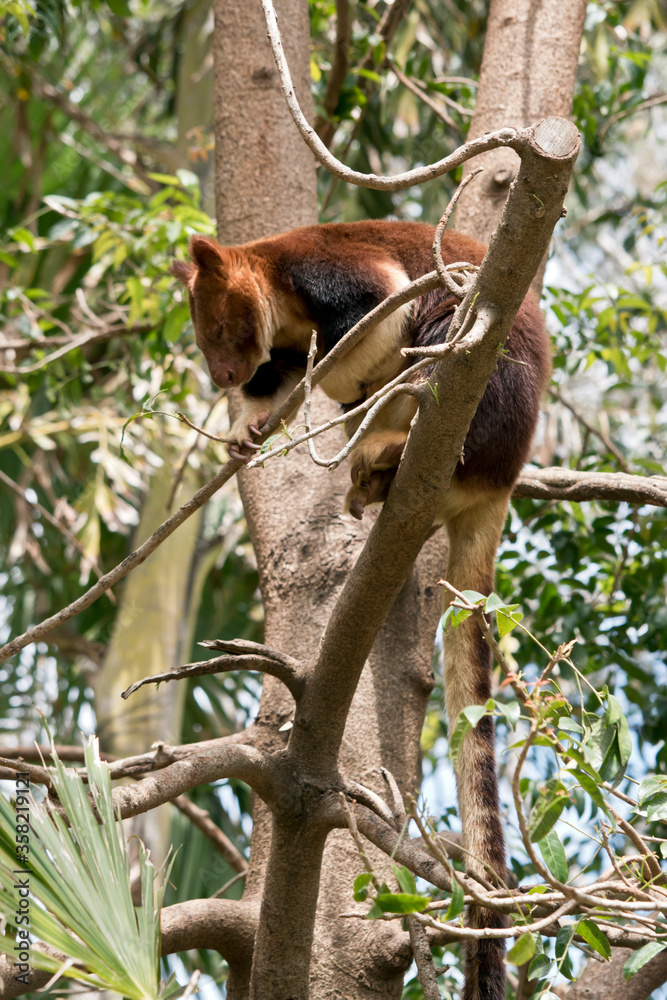 the tree kangaroo is climbing a  tree