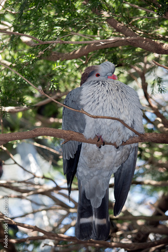 the topknot pigeon is in the tree photo