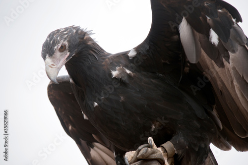 this is a close up of a wedge tailed eagle