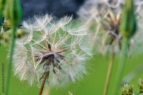 large dandelion in a field