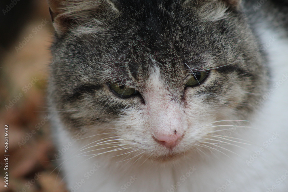 cat
cat