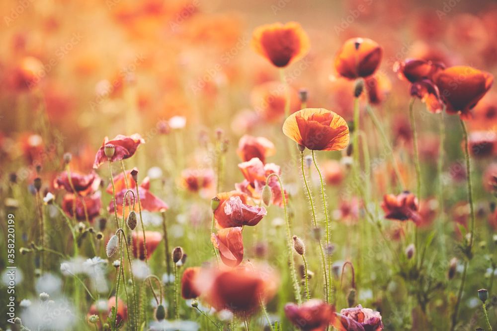 Field of poppy flowers at sunset, selective focus, color toning applied. Field of poppy flowers at sunset, selective focus, color toning applied.