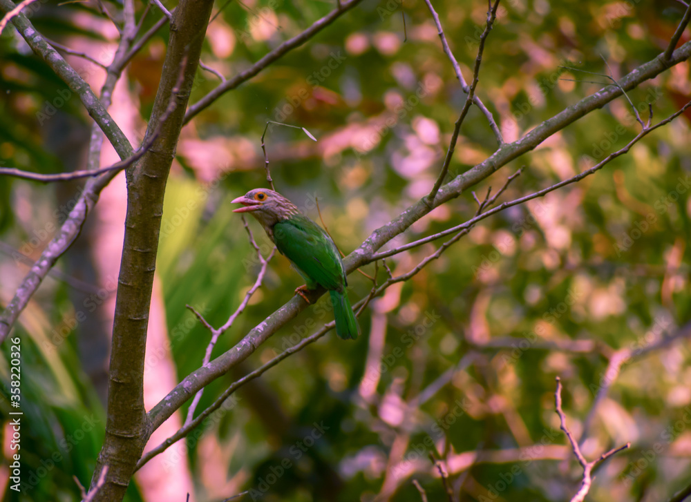 Lineated barbet in the woods