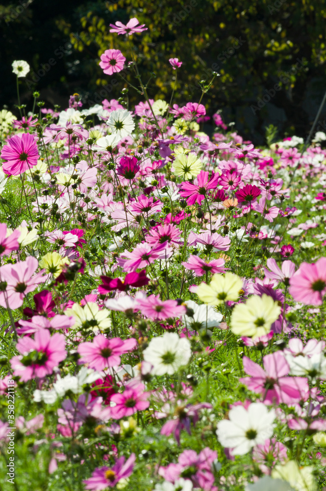 This is the Cosmos Garden.