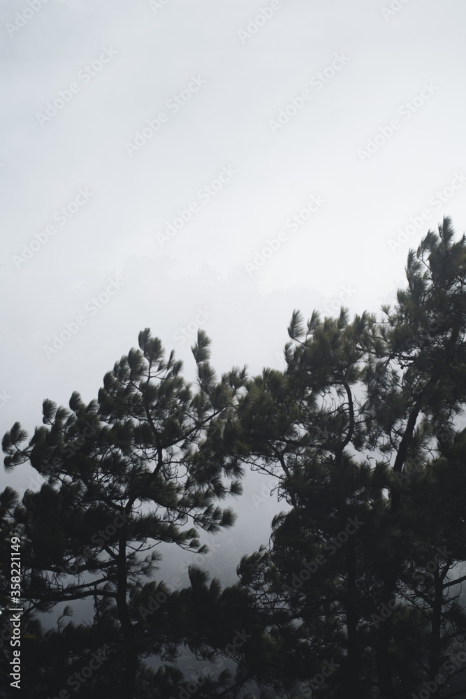 Mountains and green trees in the rainy day Mountains and green trees in the rainy day