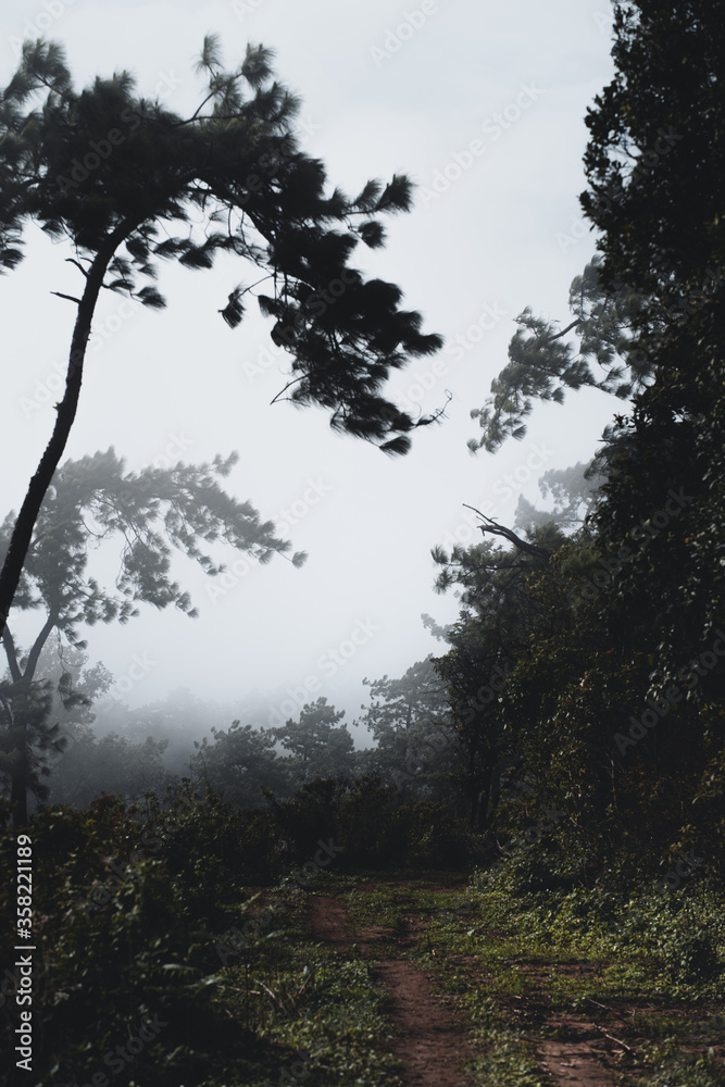 Mountains and green trees in the rainy day
