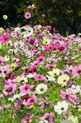 This is the Cosmos Garden.