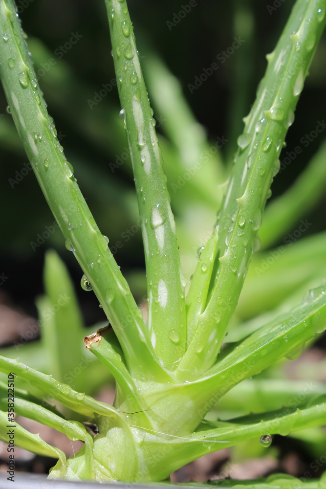 Detail of rich green aloe vera plant leaves Detail of rich green aloe vera plant leaves