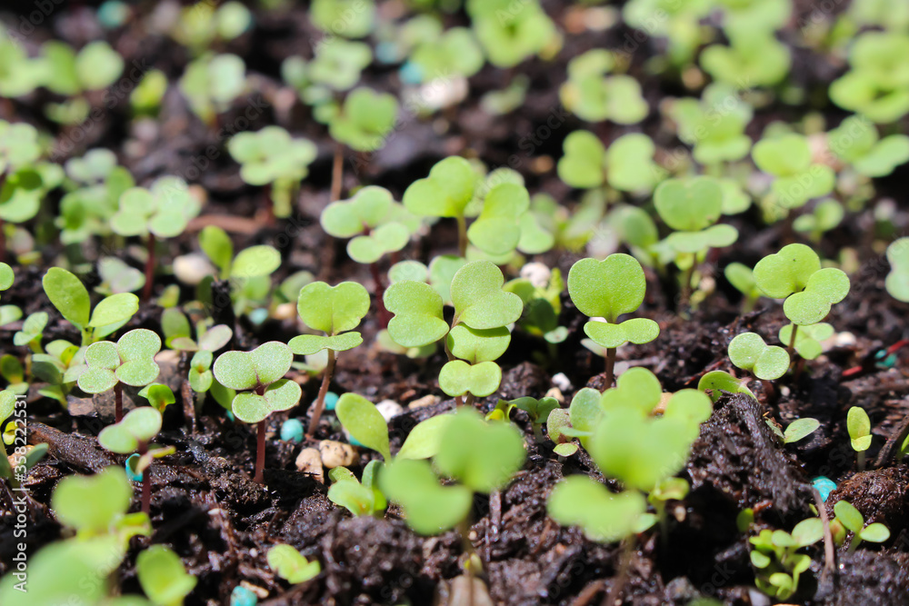 Leafy green sprouts in spring