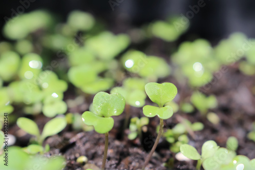 Leafy green sprouts in spring