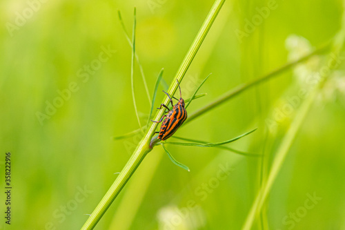 A red beetle with black stripes sitting on the grass against a background of greenery