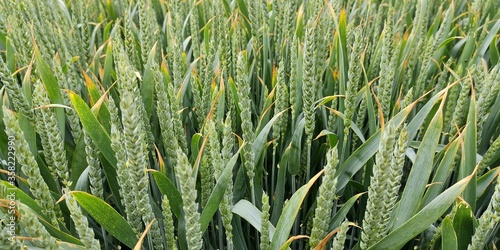 green wheat field © Brand75