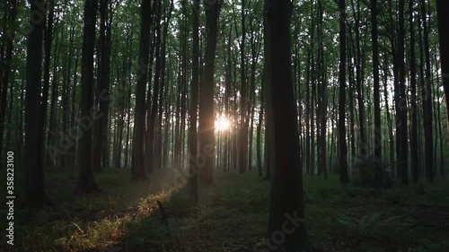 Amazing view during sunset of Hellerbos forest in Belgium, tall trees, vegetation on the floor and sunbeams iluminating the scene. photo