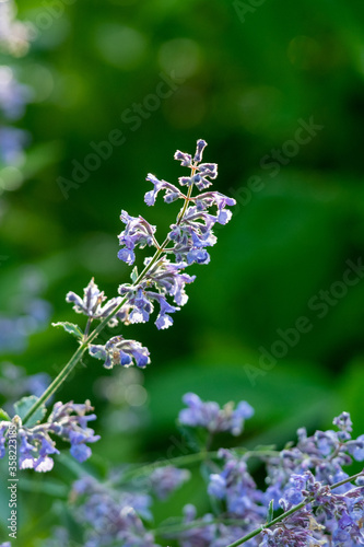 Catmint blooming in the garden.    Vancouver BC Canada 