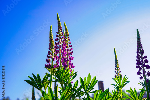 Nature - purple flowers against the sky