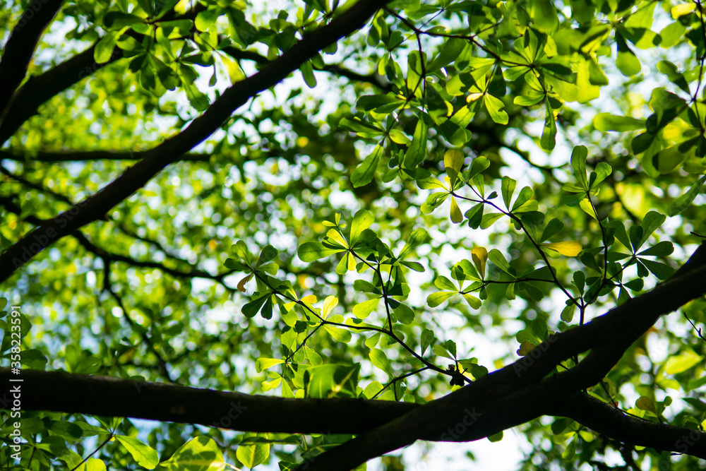 Fototapeta premium green leaves in the sun