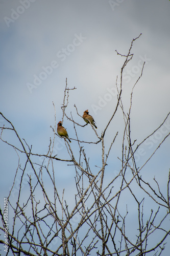 Cedar Waxwings resting on the branch. Vancouver BC Canada 