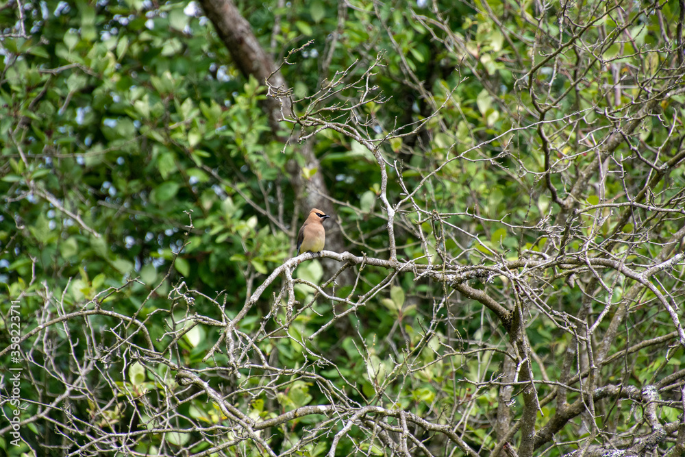 Cedar Waxwing perching on the branch. Vancouver BC Canada
Cedar Waxwing perching on the branch. Vancouver BC Canada