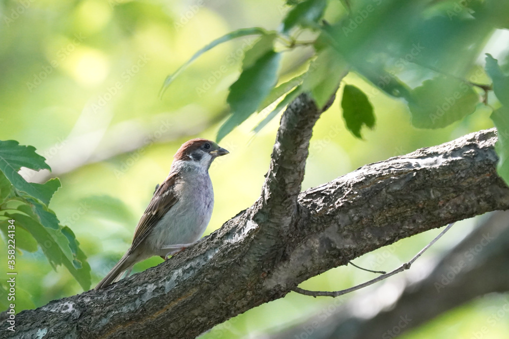sparrow on branch sparrow on branch