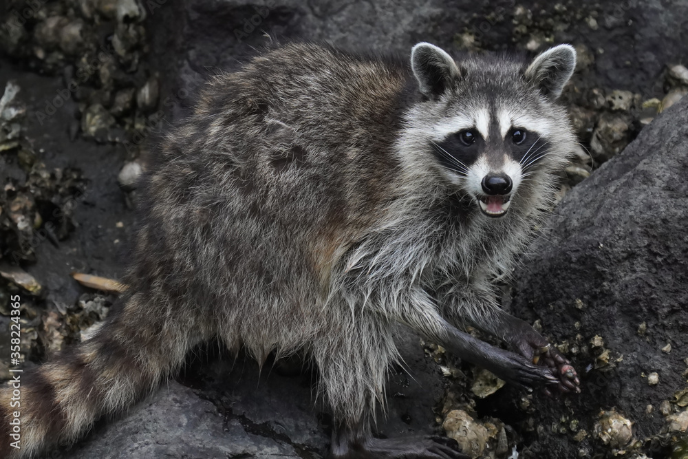wild raccoon in field wild raccoon in field