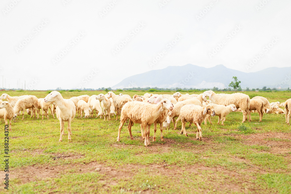 Sheeps on the field