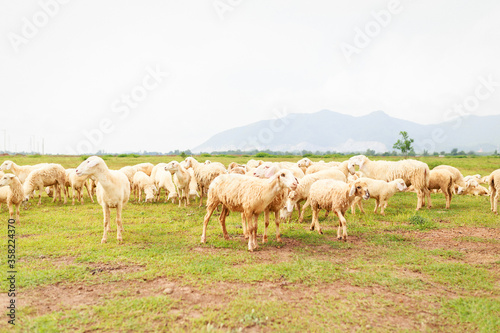 Fototapeta Naklejka Na Ścianę i Meble -  Sheeps on the field