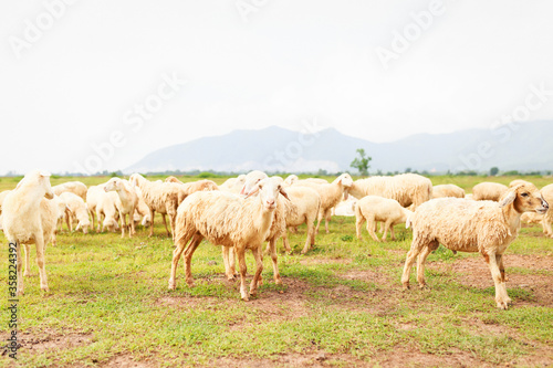 Sheeps on the field © ThanhThu