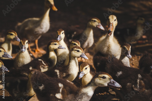 Muscovy ducks