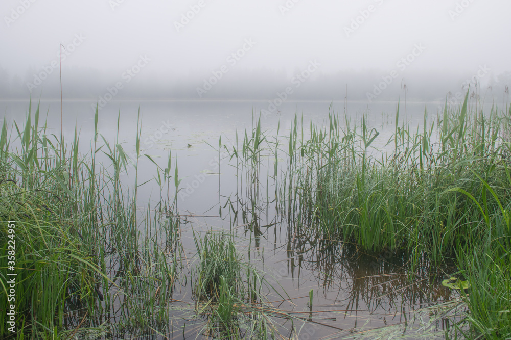 image of fog, view of the lake with white fog, reed contours in the foreground, blurred misty lake background