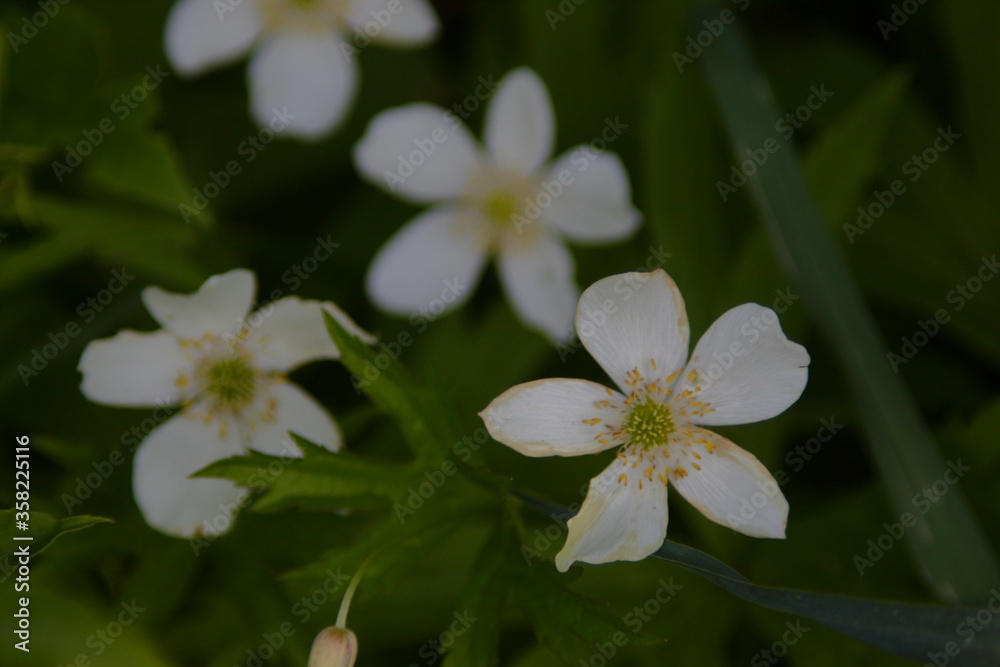 White Flowers White Flowers