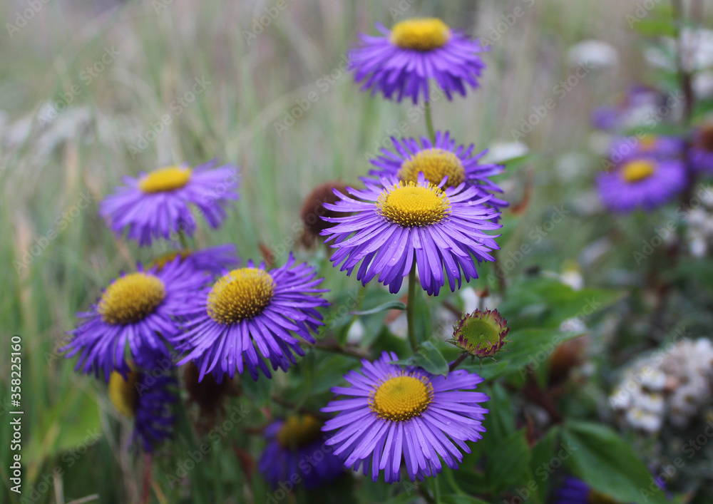 close up picture of awesome purple flower natural bunch. close up picture of awesome purple flower natural bunch.