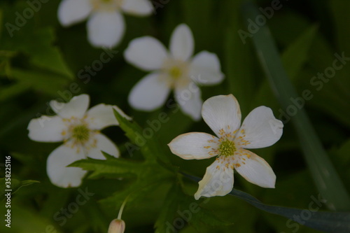 White Flowers