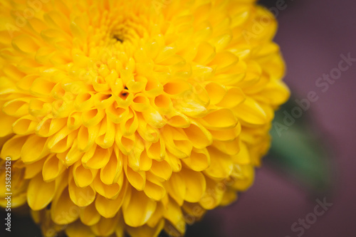 Big daisy flower