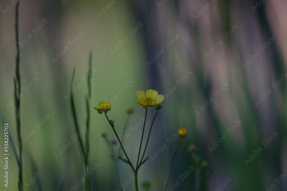 Obraz premium Yellow flowers