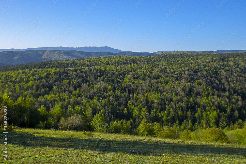 summer landscape in the mountains and forest