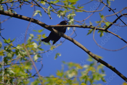 American Redstart bird Singing